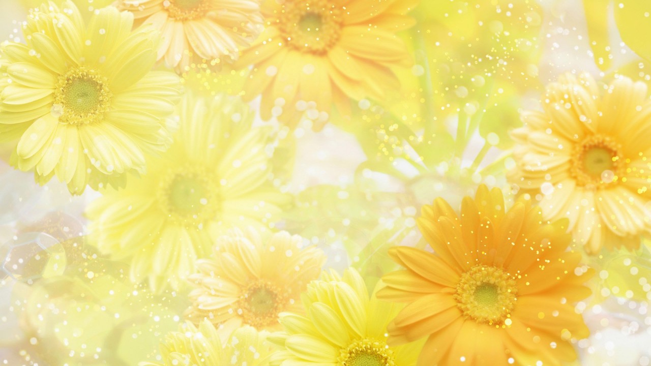 yellow-background-hd-photos-03574